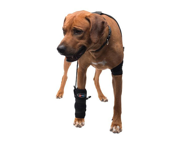 Large Carpal Pet Therapy Wrap